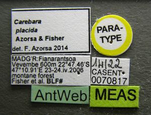 Carebara placida casent0070817 l.jpg