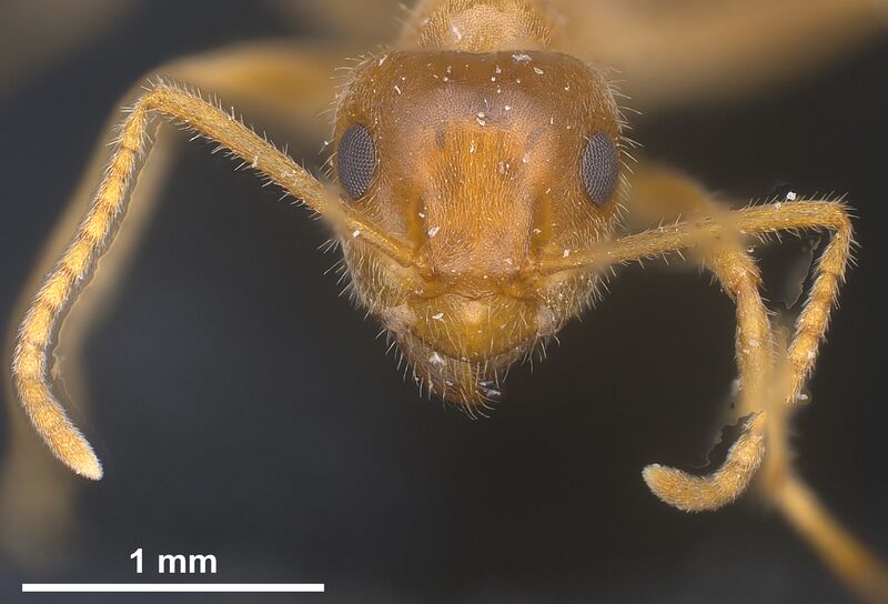 File:Lasius maltaeus antweb1041447 h 2 high.jpg