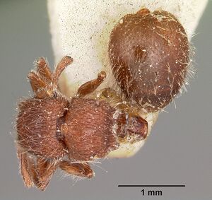 Meranoplus radamae casent0104611 dorsal 1.jpg