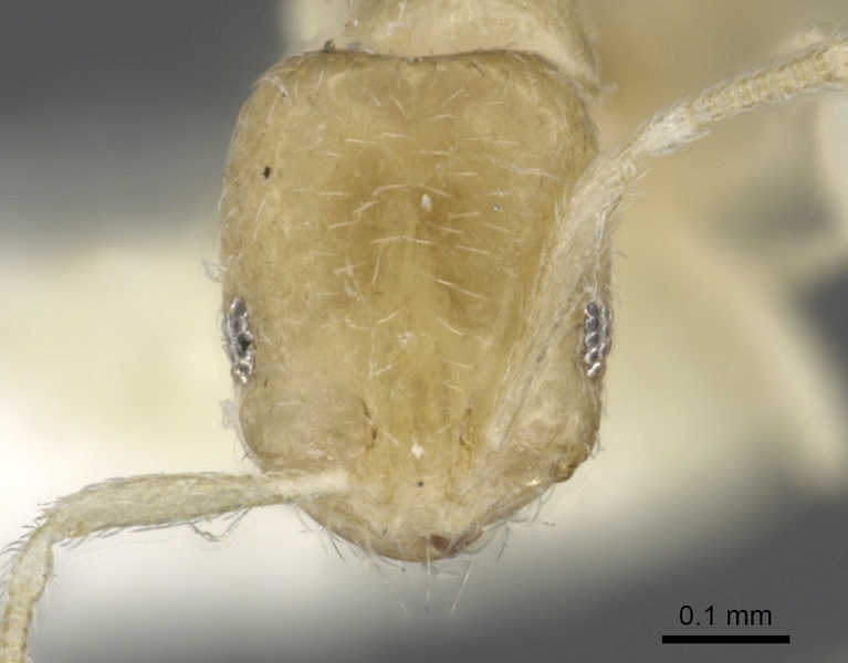 File:Monomorium sryetum casent0902265 h 1 high.jpg