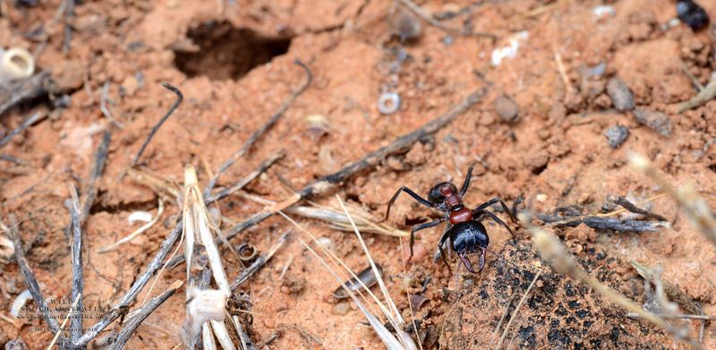 File:Myrmecia aberrans worker near nest entrance, South Australia, Mark Newton.jpg
