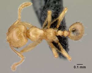 Pheidole elisae casent0179653 d 1 high.jpg