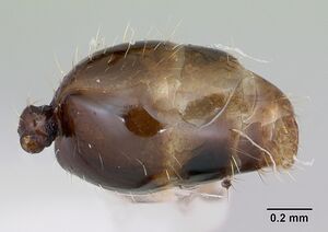 Pheidole recondita casent0173102 profile 2.jpg