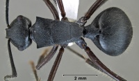 Polyrhachis capillata top.jpg