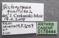 Pristomyrmex quadridens casent0178444 label 1.jpg