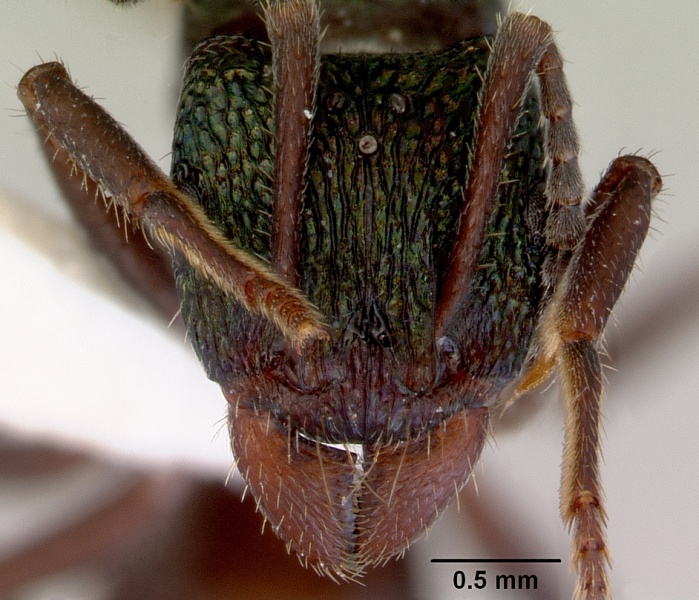 File:Rhytidoponera metallica casent0172346 head 1.jpg