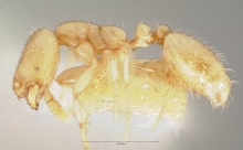 Solenopsis salina casent0005937 profile 1.jpg