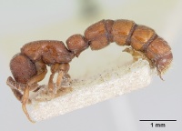 Sphinctomyrmex septentrionalis casent0173062 profile 1.jpg