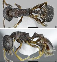 Temnothorax ikarosi F26-27.jpg