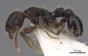 Tetramorium amentete casent0901114 p 1 high.jpg