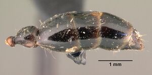 Tetraponera arrogans casent0101397 profile 3.jpg