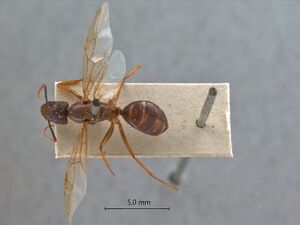 Camponotus-tenuipes-dorsal-am-lg.jpg