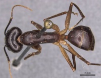 Camponotus hastifer casent0905247 d 1 high.jpg