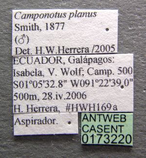 Camponotus planus casent0173220 label 1.jpg