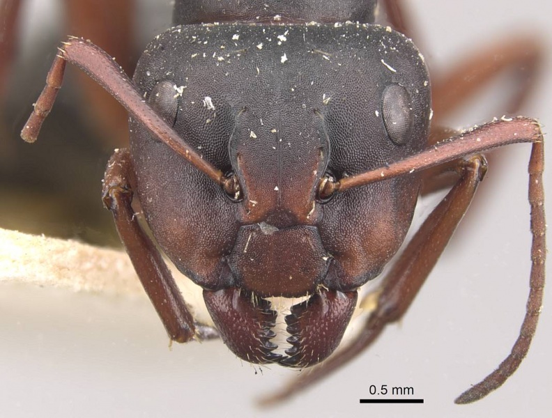 File:Camponotus scalaris casent0910462 h 1 high.jpg