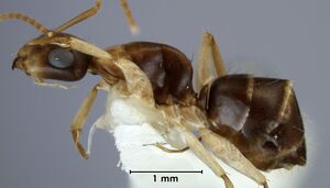 Camponotus woodroffeensis ANIC32-053469 side.jpg