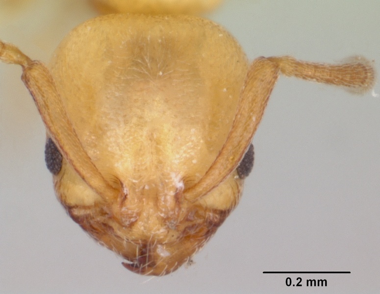 File:Cardiocondyla mauritanica casent0103433 head 1.jpg