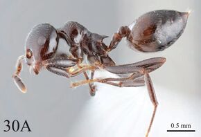 Crematogaster ebenina 30a.jpg