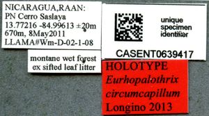 Eurhopalothrix circumcapillum casent0639417 l 1 high.jpg