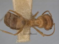 Melophorus chrysus major top ANIC32-900146.jpg