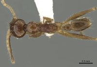 Pheidole quinata casent0901624 d 1 high.jpg