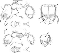 Pheidole weiseri Wilson 2003.jpg