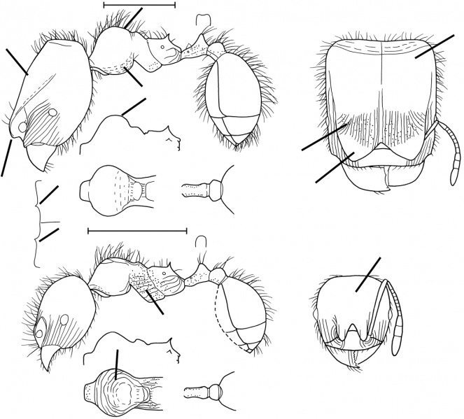 File:Pheidole weiseri Wilson 2003.jpg