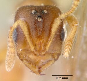 Prionopelta punctulata casent0172312 head 1.jpg