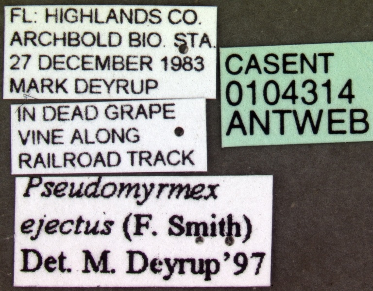 File:Pseudomyrmex ejectus casent0104314 label 1.jpg