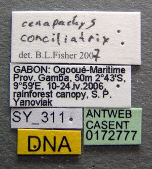 Simopone conciliatrix casent0172777 label 1.jpg