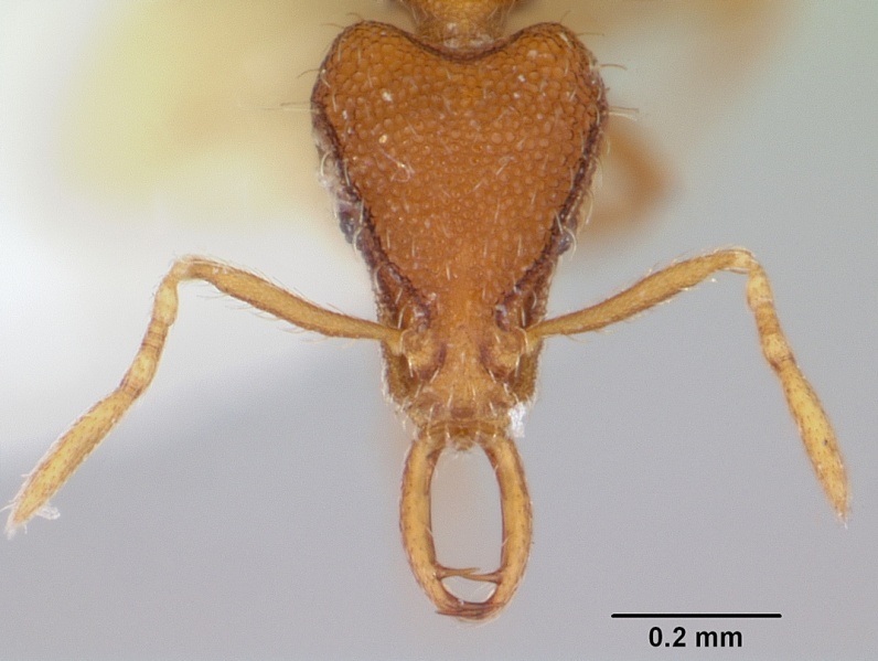 File:Strumigenys geminata casent0102653 head 1.jpg