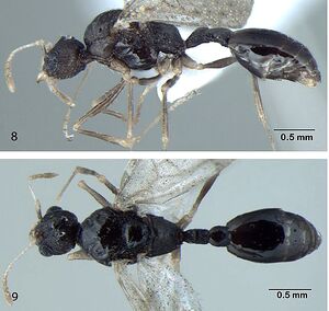 Temnothorax simlensis F8-9.jpg