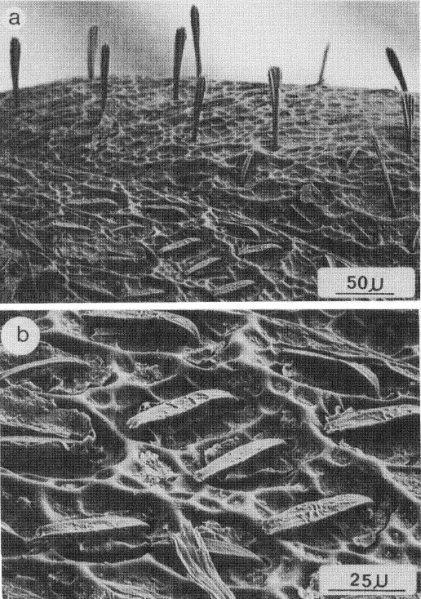 File:Wheeler and Holldobler 1985 fig 10 set.jpg