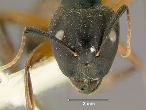 Camponotus-rufifemurH2.jpg