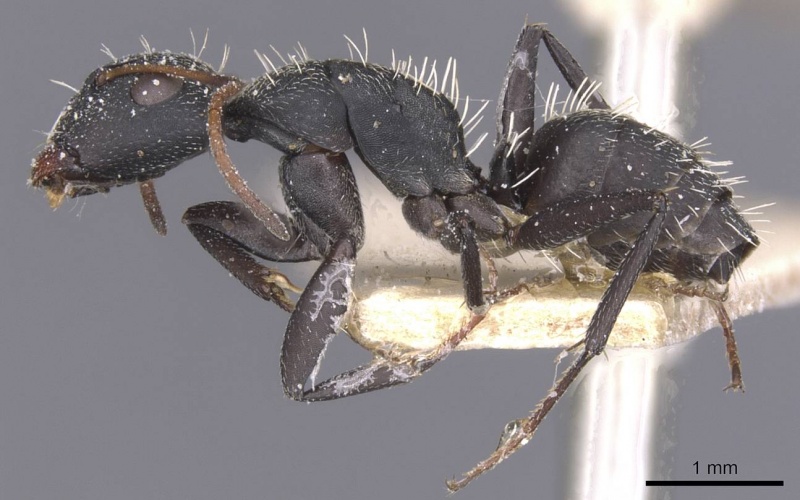 File:Camponotus benguelensis casent0911829 p 1 high.jpg