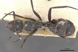 Camponotus foraminosus casent0910474 d 1 high.jpg