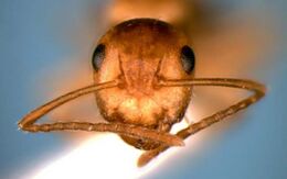 Camponotus ogasawarensis head (www.niaes.affrc.go.jp).jpg