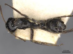 Camponotus schoutedeni casent0910443 d 1 high.jpg