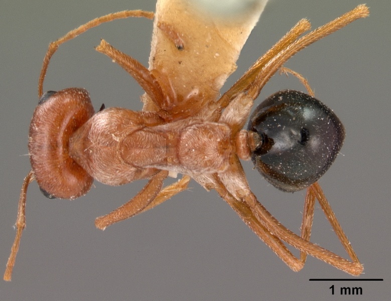 File:Cataglyphis bombycinus casent0102114 dorsal 1.jpg