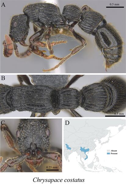 File:Liu, C. et al. 2020. Ants of the Hengduan Mountains, Figure 8, Chrysapace costatus.jpg