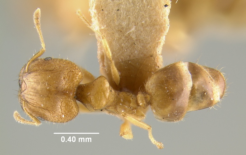 File:MCZ-ENT00020670 Pheidole rinae subsp taipoana had.jpg