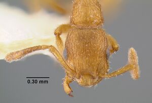 MCZ-ENT00021056 Symmyrmica chamberlini hef.jpg