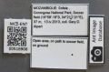 MCZ-ENT00516906 Pheidole sp10 lbs.JPG