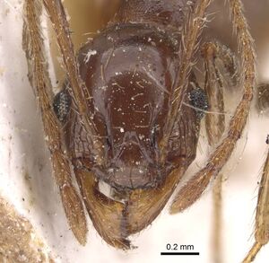 Pheidole occipitalis casent0907826 h 1 high.jpg