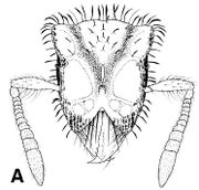 Stegomyrmex bensoni head.jpg