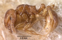 Tetramorium sikorae casent0101139 profile 1.jpg