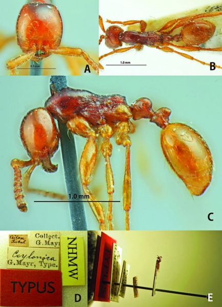 File:Aenictus Jaitrong and Yamane 13 Fig27.jpg