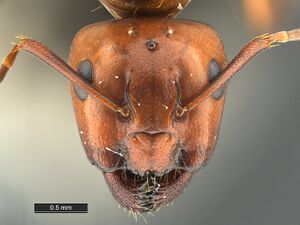 Camponotus-snellingi-MCZ001QH.jpg