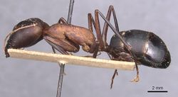 Camponotus caffer casent0905242 p 1 high.jpg