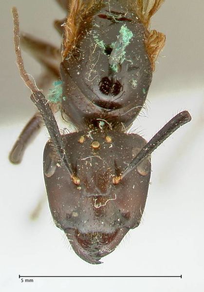 File:Camponotus platypus focol2331 h 1 high.jpg